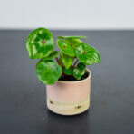 Begonia conchifolia red ruby baby