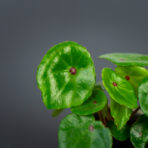 Begonia conchifolia red ruby baby