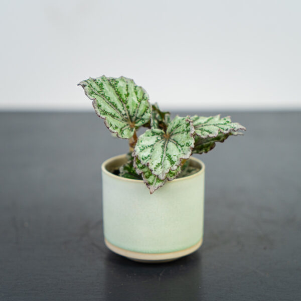 DSC0begonia-rex-dew-drop-baby9447 begonia-rex-dew-drop-baby