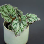 begonia-rex-dew-drop-baby