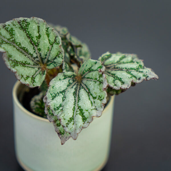 begonia-rex-dew-drop-baby begonia-rex-dew-drop-baby