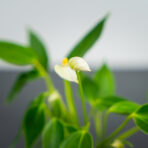 Anthurium white baby