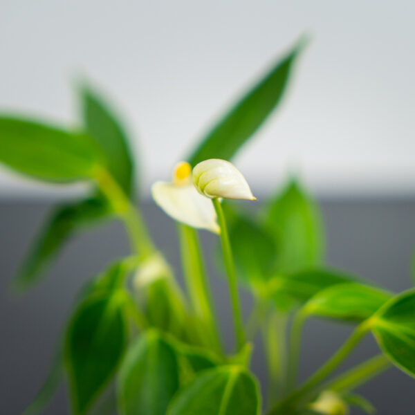 Anthurium white baby Anthurium white baby