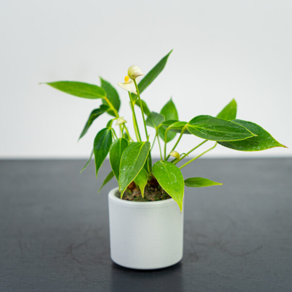 Anthurium white baby Anthurium white baby