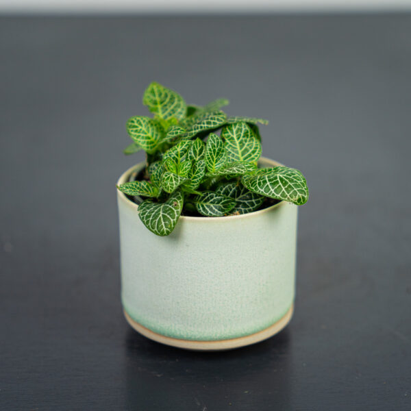 fittonia-mosaic-marble-green-baby fittonia-mosaic-marble-green-baby
