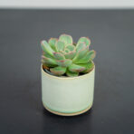 eszeweria-subsessilis-baby-echeveria
