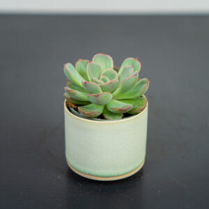 eszeweria-subsessilis-baby-echeveria