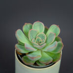 eszeweria-subsessilis-baby-echeveria