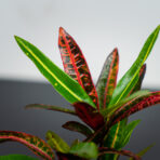 Kroton excurrens variegata baby (codiaeum)