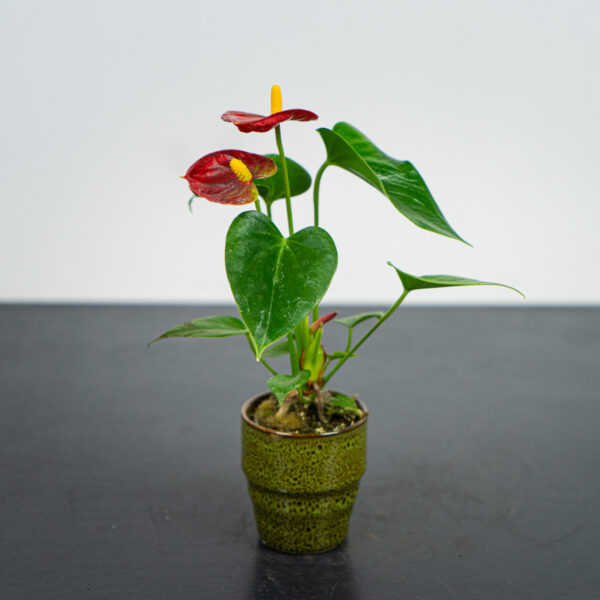 Anthurium red baby Anthurium red baby