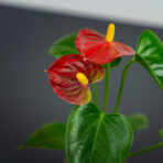Anthurium red baby
