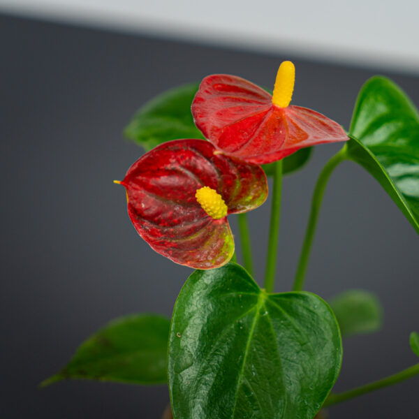 Anthurium red baby Anthurium red baby