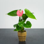 Anthurium flamingo pink baby