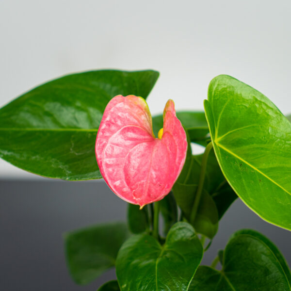 Anthurium flamingo pink baby Anthurium flamingo pink baby