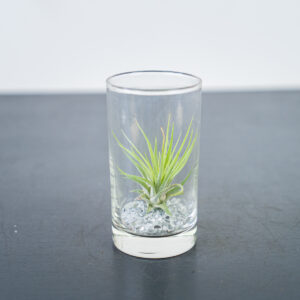 tillandsia-ionantha-var-scaposa-w-szkle-oplatwa