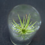 tillandsia-ionantha-var-scaposa-w-szkle-oplatwa
