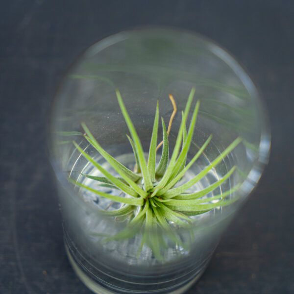 tillandsia-ionantha-var-scaposa-w-szkle-oplatwa tillandsia-ionantha-var-scaposa-w-szkle-oplatwa