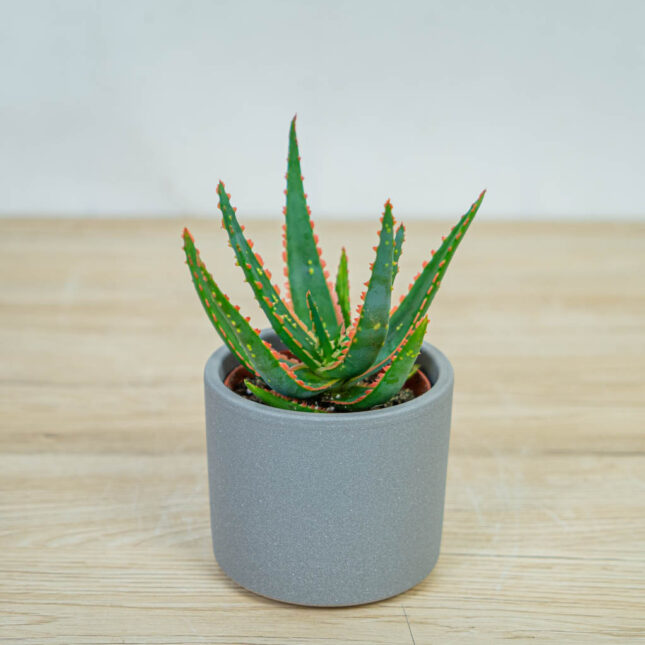 aloes-vitro aloes-vitro