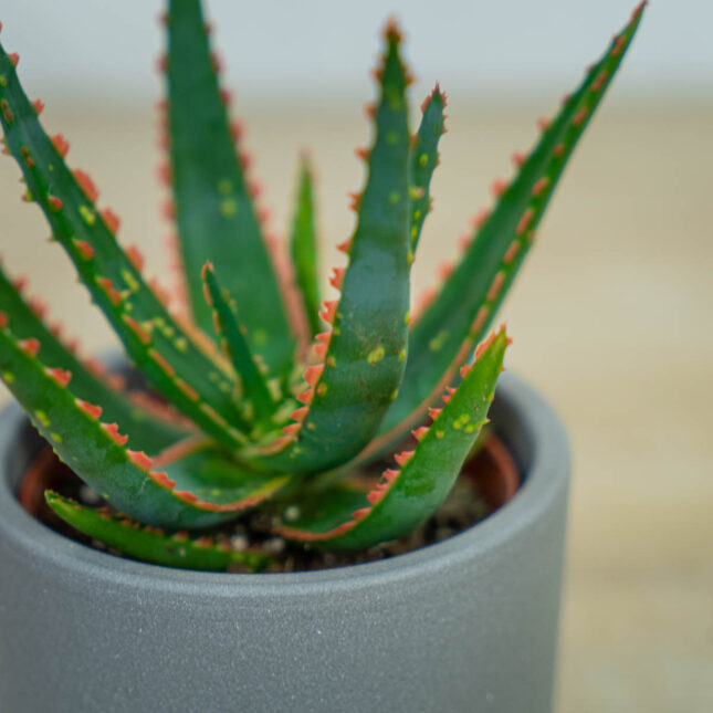 aloes-vitro aloes-vitro