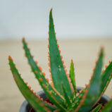 aloes-vitro