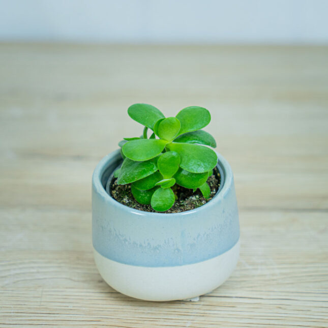 crassula-ovata-money-maker-baby-grubosz crassula-ovata-money-maker-baby-grubosz