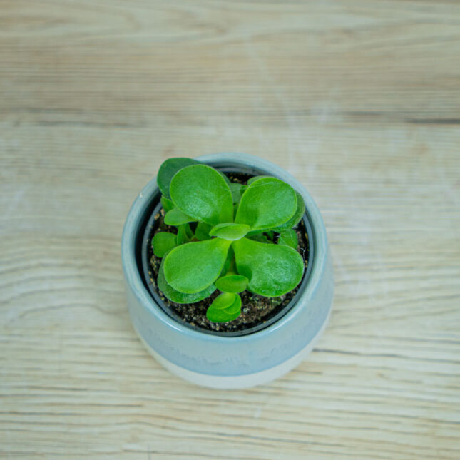 crassula-ovata-money-maker-baby-grubosz crassula-ovata-money-maker-baby-grubosz
