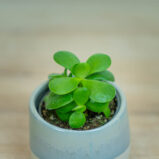 crassula-ovata-money-maker-baby-grubosz
