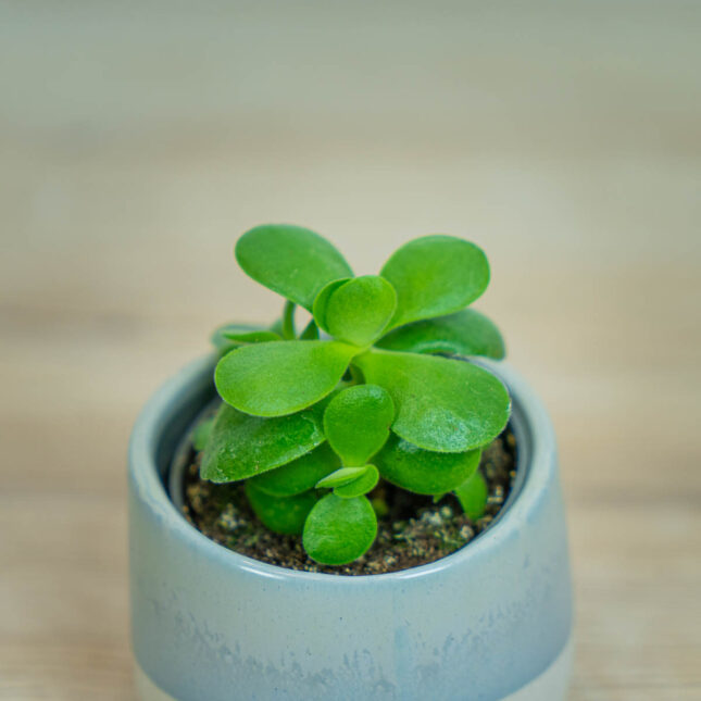 crassula-ovata-money-maker-baby-grubosz crassula-ovata-money-maker-baby-grubosz