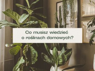 Pokój pełen roślin