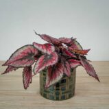 begonia-beleaf-evening-glow