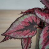 begonia-beleaf-evening-glow