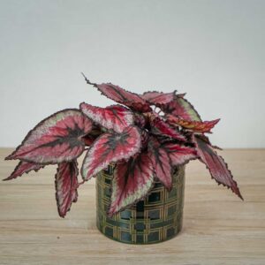 begonia-beleaf-evening-glow