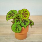 begonia-masoniana-mountain-explore