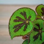 begonia-masoniana-mountain-explore