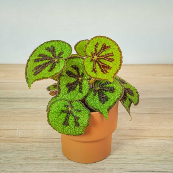 begonia-masoniana-mountain-explore begonia-masoniana-mountain-explore