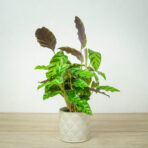 calathea-albertii