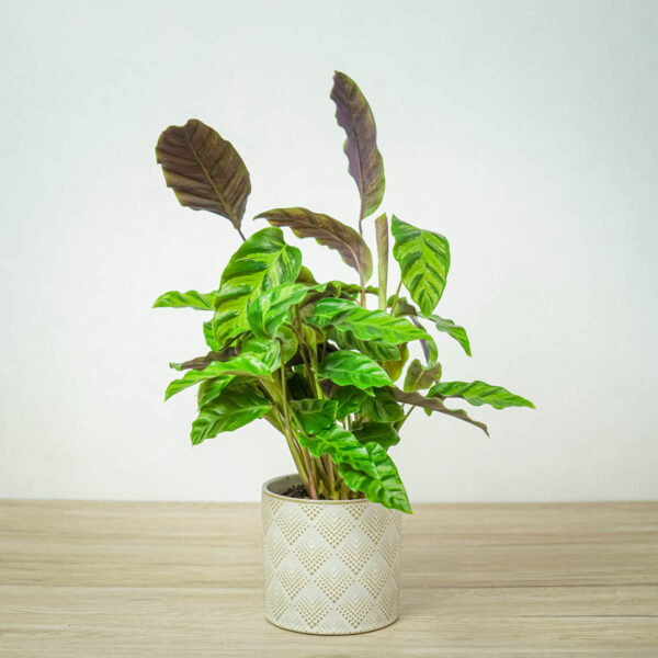 calathea-albertii calathea-albertii