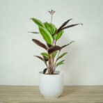 calathea-gecko