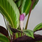 calathea-gecko