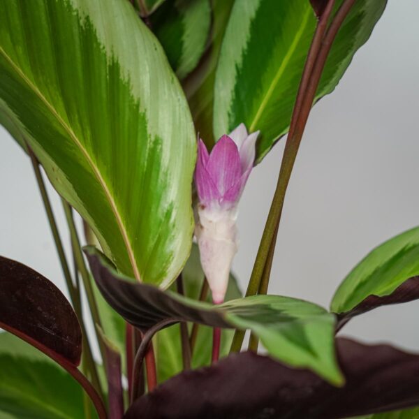 calathea-gecko (2) calathea-gecko