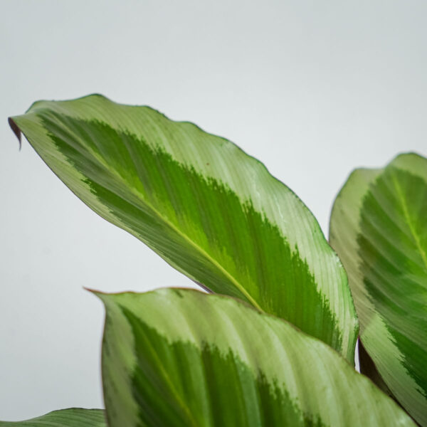 calathea-gecko (3) calathea-gecko