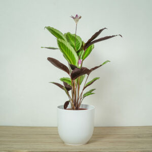 calathea-gecko