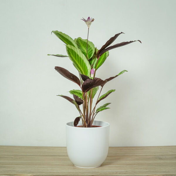 calathea-gecko