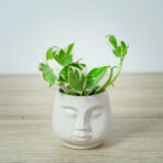 epipremnum-pearls-and-jade