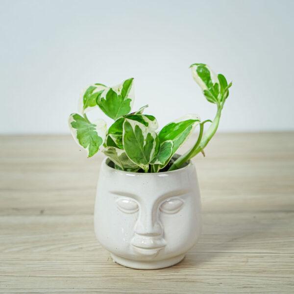 epipremnum-pearls-and-jade epipremnum-pearls-and-jade