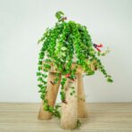 eszynantus-rasta-aeschynanthus