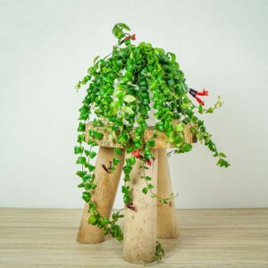 eszynantus-rasta-aeschynanthus
