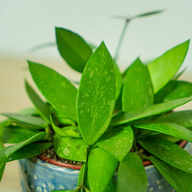 hoya-gracilis-memoria (2) hoya-gracilis-memoria