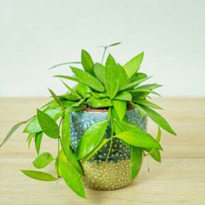 hoya-gracilis-memoria