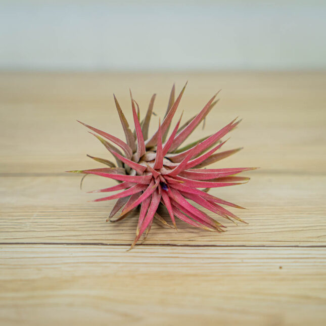 tillandsia-ionantha-varieties-rubra-oplatwa tillandsia-ionantha-varieties-rubra-oplatwa